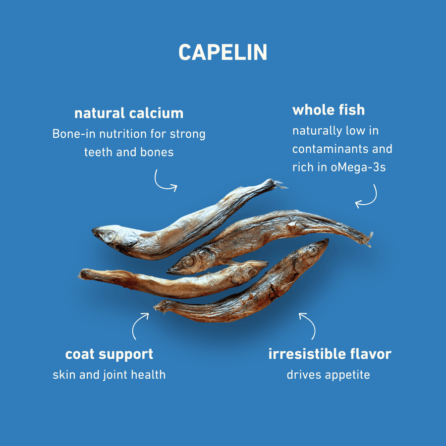 Freeze-Dried Capelin