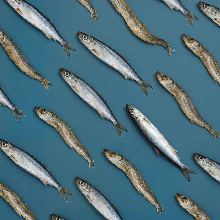 Freeze-Dried Capelin